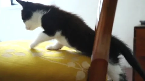 6 week cute kitten climbing up a chair, grooms and jumps off Stock Footage 174738202