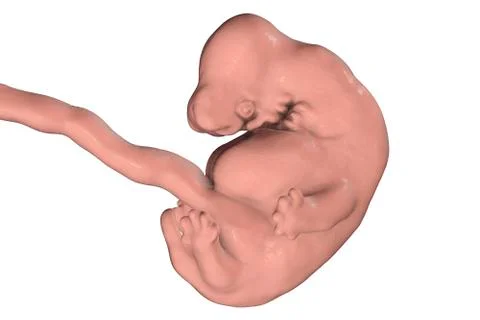 6-weeks human embryo Stock Illustration