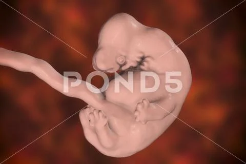 6-weeks human embryo Stock Illustration
