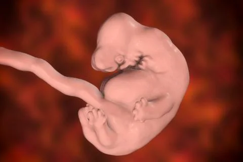 6-weeks human embryo Stock Illustration