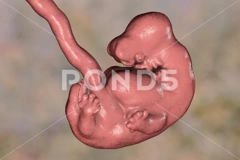 6-Weeks Human Embryo