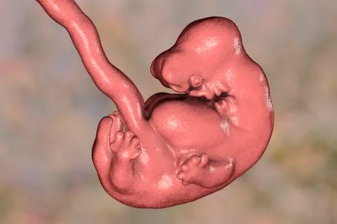 6-weeks human embryo Stock Illustration