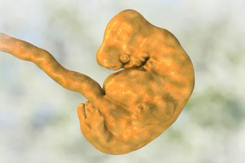 6-weeks human embryo Stock Illustration