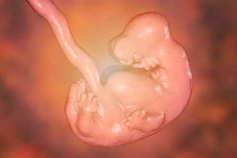6-weeks human embryo Stock Illustration