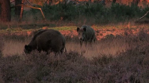 6 wild boars (sus scrofa) in the moorlands, early evening - wildlife - HD Stock Footage 82401918