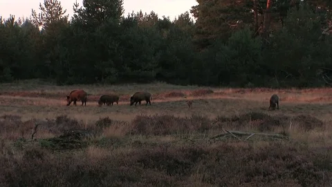 6 wild boars (sus scrofa) in the moorlands, early evening - wildlife - HD Stock Footage 82401955