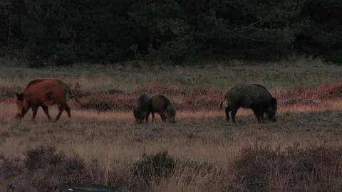 6 wild boars (sus scrofa) in the moorlands, early evening - wildlife - HD Stock Footage 82401966