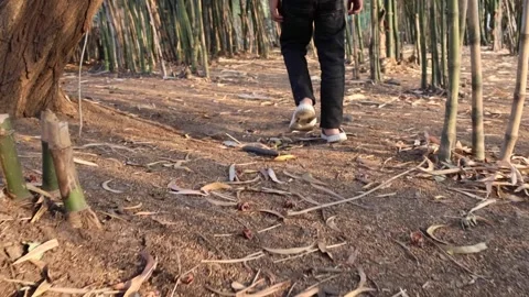 6 Year old Boy Running in Bamboo Jungle Stock Footage 231685560