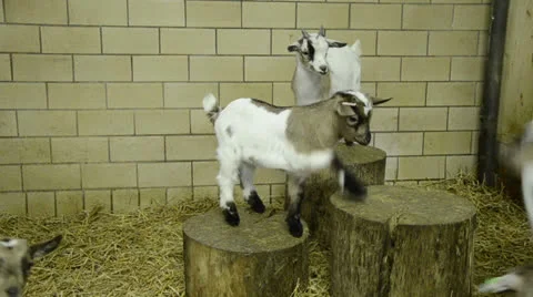 6 young goats playing in stable Stock Footage 23627915