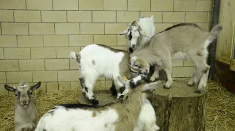 6 young goats playing in stable Stock Footage 23628448