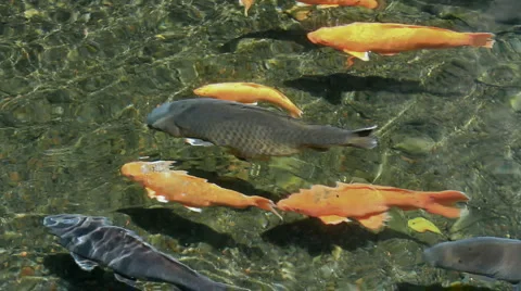 60 Bali HD P JPEG 25fps 60sec Stock-Footage 5295264