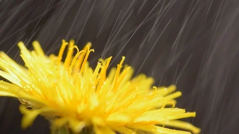 60 fps beautiful super macro footage of a yellow dandelion Stock Footage 112016306