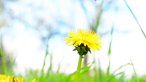 60 fps, bee collects nectar on a dandelion Stock Footage 75084492