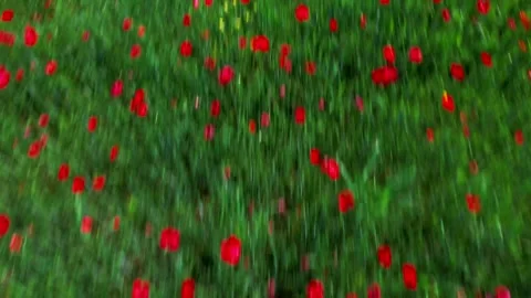 60 FPS Bee flying over flowering poppy field 4k drone aerial view-Tuscany Stock-Footage 240824953