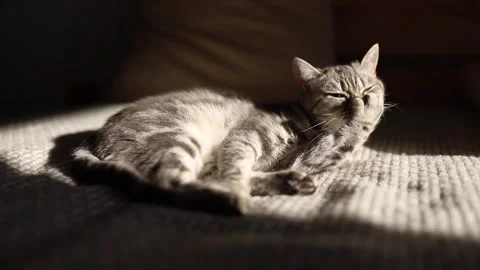 6032b8caee16e26c41d14896 動画素材 149007945