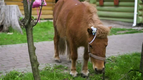 60a39a9c7537be6cc93fd3a3 Stock Footage 154316074