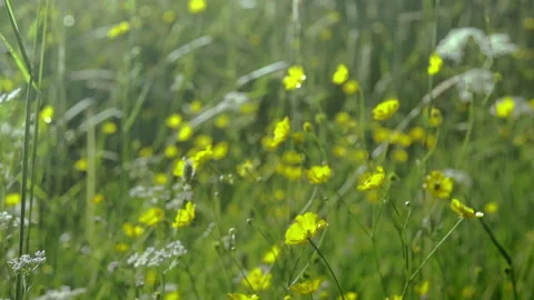 60d79e163c63826a2d64d10c Stock Footage 156343110