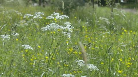 60d79e863c63826a2d64d24b Stock Footage 156343147