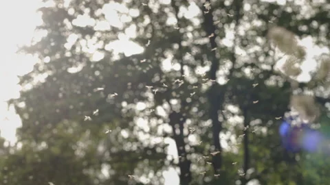 60d79f3e3c63826a2d64d697 Stock Footage 156343736