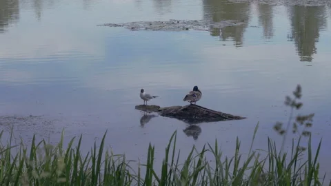 60d79fbd3c63826a2d64d80c Stock Footage 156343297