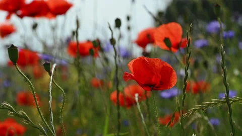 60fps 4K video of blooming red poppy in green field in summer time Stock Footage 160419655