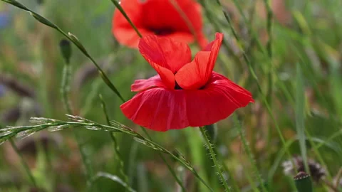 60fps 4K video of blooming red poppy in green field in summer time Video stock 160421389
