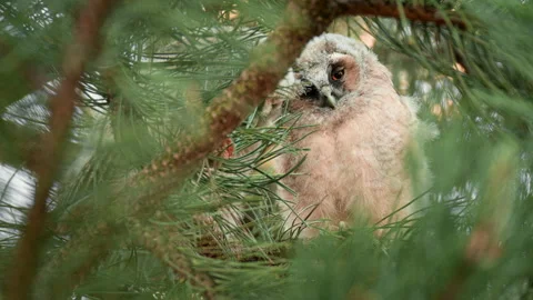  60fps close up clip of a young long eared baby owl. 120fps 4k. Video stock 320063902