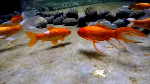60fps Goldfish Schooling Loop - Underwater Game Asset &amp; Relaxing Stock Video Stock Footage 124388095