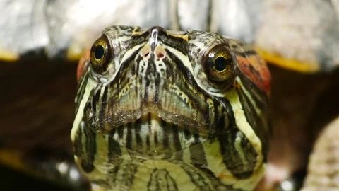 60fps Red Eared Slider Turtle BREATHING pet closeup, still shot Stock Footage 181837913