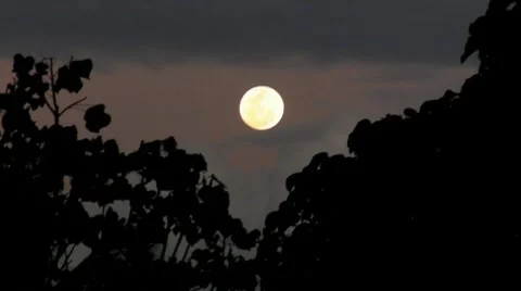 60p Rising Full Moon behind tree tops 2 Stock Footage 7761060
