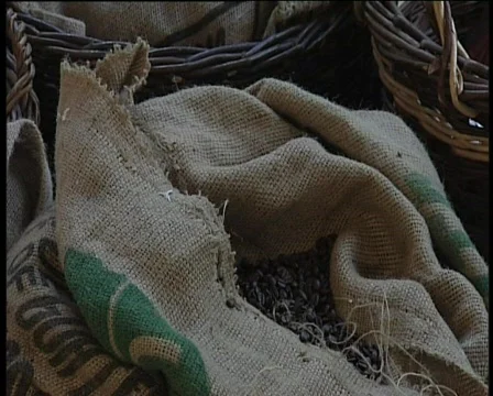 61 beans Stock Footage 371252