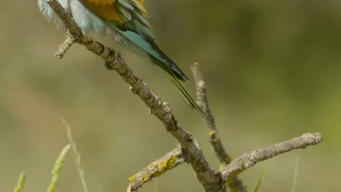 612 2901 Video stock 113693547