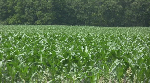 6132009010 Stock Footage 517577