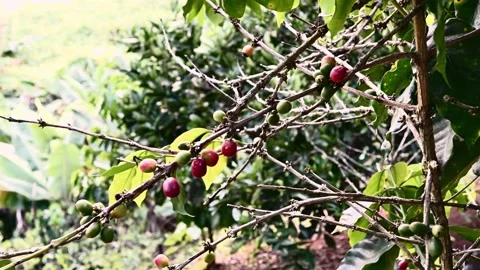 61cca34ef62c0b2336eae5a4 Stock Footage 167689976