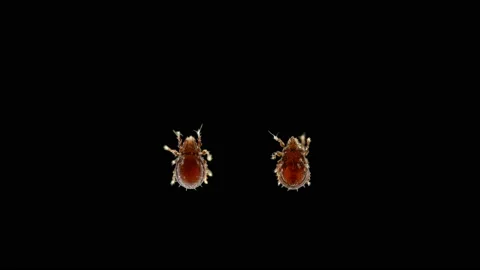 61Z 6mite(acari) Oribatida under microscope are saprosphago Video stock 136421881