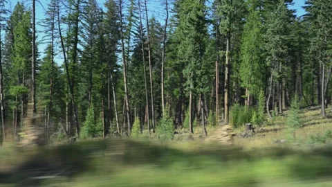 6323Scenic Mountain Range With Pine Forest, Open Meadow and Clear Blue Sky in Mo Stock Footage 319707045