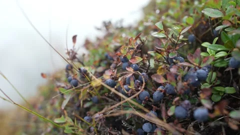 63374dee68d4767cf13f7481 Stock Footage 223855125