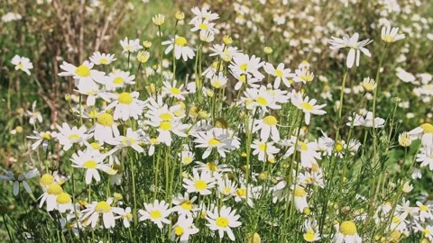 635a93da3b7f4770bf29b8e6 Stock Footage 220068665