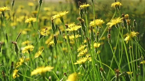 635a97953b7f4770bf29d646 Stock Footage 220068395