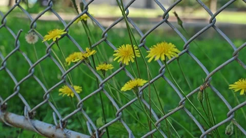 635a99493b7f4770bf29ec6a Stock Footage 220068299