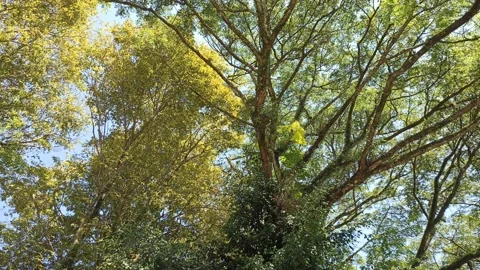64 - tall tree branches with shady leaves Stock Footage 197043020