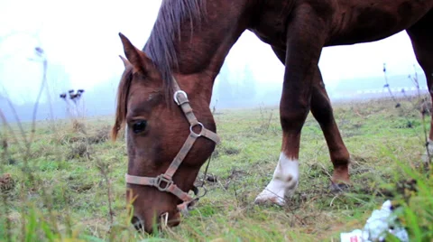 641 brown horse eating Stock Footage