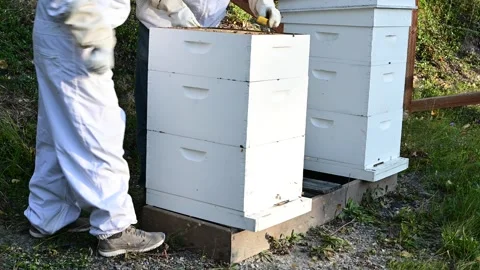 6599BeeHives Stock Footage 319409407