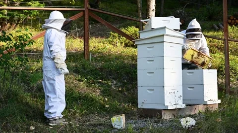 6619Beekeeper in Protective Suit Handling Frames Next to White Beehives in a Gar Stock Footage 319409410