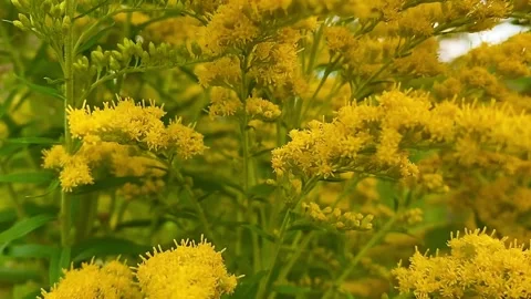 66bc7edc06b4320c51415380 動画素材 281761243