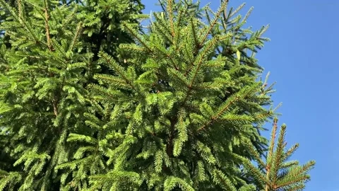 66be67798ff1d34e3409f232 動画素材 281873028