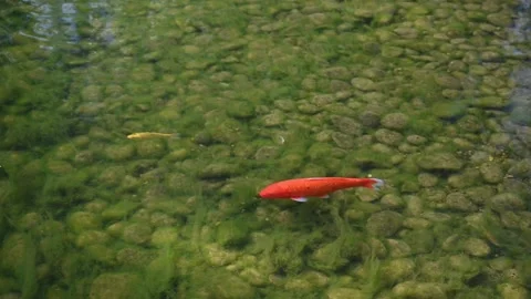 66d3868e8ff1d34e34bb4560 動画素材 283545469