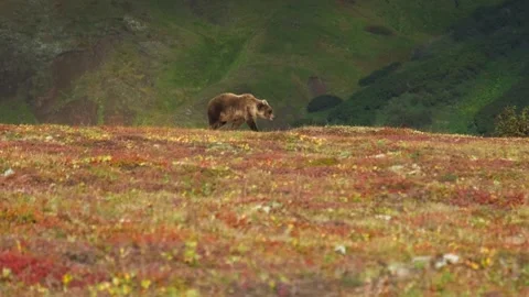 66e803095ae8cc2aea7cc600 Stock-Footage 286339712