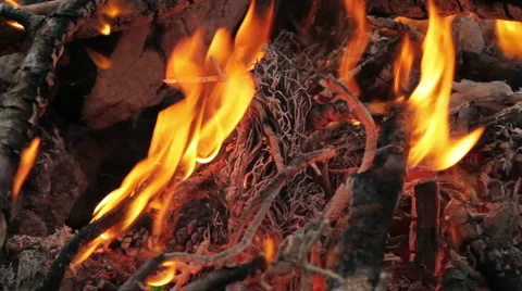 67 Turky HD P JPEG 2997fps 30sec Video stock 5295320