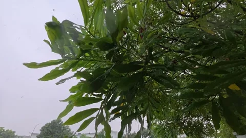 68  wet green tree leaves with falling raindrops during tropical monsoon rain Stock Footage 345461176